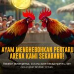 Membedah Jenis Ayam Bangkok Premium di SV388