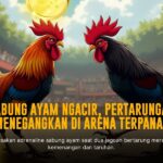 Mengenal Ayam Bangkok: Raja Sabung Ayam Dengan Odds Terbaik