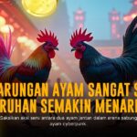 Mengungkap Keunggulan Ayam Bangkok Dalam Sabung Ayam Online