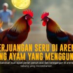 Mengenal Jenis Ayam Bangkok dalam Sabung Ayam SV388
