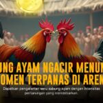 Mengenal Jenis-jenis Ayam Aduan yang Unggul di SV388