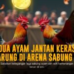 Mengenal Ayam Bangkok Sabung, Raja Arena Sabung Ayam