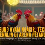 Mengenal Jenis Ayam Bangkok dalam Sabung Ayam SV388