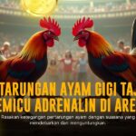 Rahasia Odds dan Provider Sabung Ayam SV388 yang Membuat Ketagihan