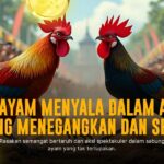 Mengenal Ayam Bangkok dalam Sabung Ayam SV388: Si Raja Arena