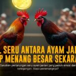 Mengenal Jenis Ayam Bangkok Dalam Sabung Ayam SV388