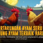 Mengenal Ayam Bangkok Juara di Dunia Sabung Ayam SV388