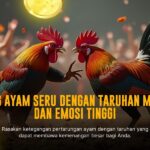 Mengenal Jenis Ayam Bangkok dalam Sabung Ayam SV388