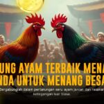 Mengenal Jenis Ayam Petarung Populer dalam Sabung Ayam SV388