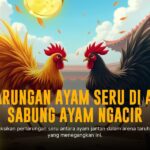 Mengupas Jenis Ayam Bangkok dalam Sabung Ayam SV388